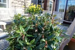 Sarcococca Hookeriana Winter Gem ('Pmoore03') (PBR) -Plants Shop pl2000020895 card6 lg
