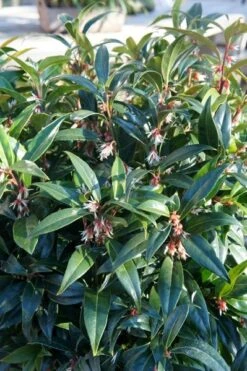 Sarcococca Hookeriana Winter Gem ('Pmoore03') (PBR) -Plants Shop pl2000020895 card7 lg