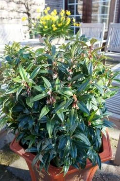 Sarcococca Hookeriana Winter Gem ('Pmoore03') (PBR) -Plants Shop pl2000020895 card8 lg