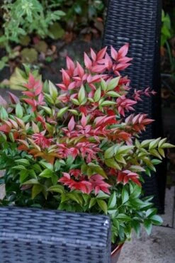 Nandina Domestica Obsessed ('Seika') (PBR) -Plants Shop pl2000020896 card11 lg