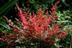 Nandina Domestica Obsessed ('Seika') (PBR) -Plants Shop pl2000020896 card3 lg