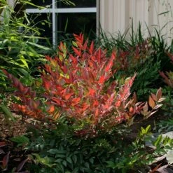 Nandina Domestica Obsessed ('Seika') (PBR) -Plants Shop pl2000020896 card4 lg
