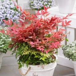Nandina Domestica Obsessed ('Seika') (PBR) -Plants Shop pl2000020896 card5 lg