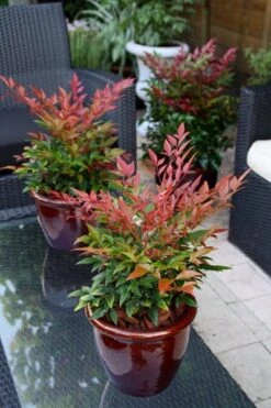 Nandina Domestica Obsessed ('Seika') (PBR) -Plants Shop pl2000020896 card6 lg