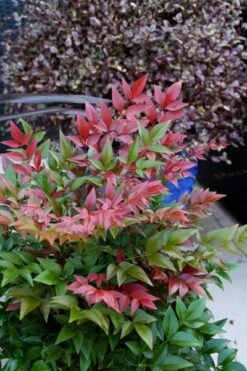 Nandina Domestica Obsessed ('Seika') (PBR) -Plants Shop pl2000020896 card7 lg