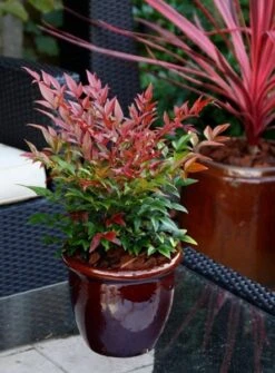Nandina Domestica Obsessed ('Seika') (PBR) -Plants Shop pl2000020896 card8 lg