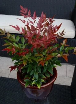 Nandina Domestica Obsessed ('Seika') (PBR) -Plants Shop pl2000020896 card9 lg