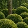 Ilex Crenata Dark Green ('Icoprins11') (PBR)