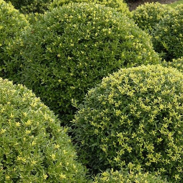 Ilex Crenata Dark Green ('Icoprins11') (PBR) 2 Ilex Crenata Dark Green ('Icoprins11') (PBR) - Image 2