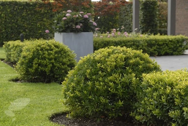 Ilex Crenata Dark Green ('Icoprins11') (PBR) 3 Ilex Crenata Dark Green ('Icoprins11') (PBR) - Image 3