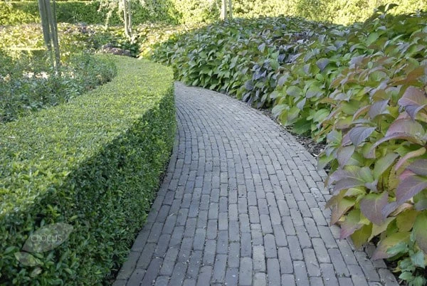 Ilex Crenata Dark Green ('Icoprins11') (PBR) 4 Ilex Crenata Dark Green ('Icoprins11') (PBR) - Image 4