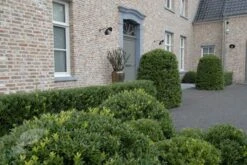 Ilex Crenata Dark Green ('Icoprins11') (PBR) 11 Ilex Crenata Dark Green ('Icoprins11') (PBR) -Plants Shop pl2000020898 card5 lg