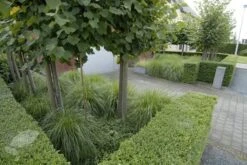 Ilex Crenata Dark Green ('Icoprins11') (PBR) 12 Ilex Crenata Dark Green ('Icoprins11') (PBR) -Plants Shop pl2000020898 card6 lg