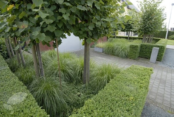 Ilex Crenata Dark Green ('Icoprins11') (PBR) 6 Ilex Crenata Dark Green ('Icoprins11') (PBR) - Image 6