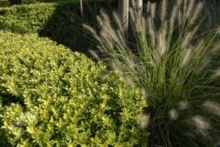 Ilex Crenata Dark Green ('Icoprins11') (PBR) 13 Ilex Crenata Dark Green ('Icoprins11') (PBR) -Plants Shop pl2000020898 card7 lg