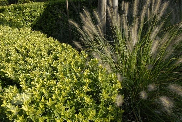 Ilex Crenata Dark Green ('Icoprins11') (PBR) 7 Ilex Crenata Dark Green ('Icoprins11') (PBR) - Image 7