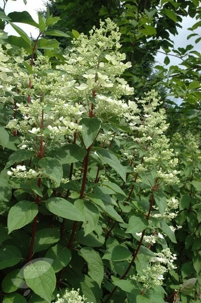 Hydrangea Paniculata 'Wim's Red' (PBR) 2 Hydrangea Paniculata 'Wim's Red' (PBR) - Image 2