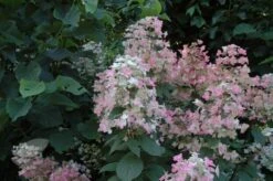 Hydrangea Paniculata 'Wim's Red' (PBR) 7 Hydrangea Paniculata 'Wim's Red' (PBR) -Plants Shop pl2000020899 card3 lg