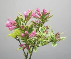 Weigela Florida Magical Rainbow ('Kolmagira') (PBR) -Plants Shop pl2000020903 card3 lg