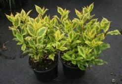 Weigela Florida Magical Rainbow ('Kolmagira') (PBR) -Plants Shop pl2000020903 card4 lg