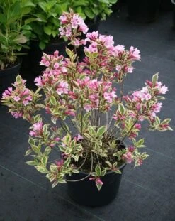Weigela Florida Magical Rainbow ('Kolmagira') (PBR) -Plants Shop pl2000020903 card5 lg