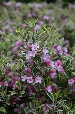 Weigela Florida Magical Rainbow ('Kolmagira') (PBR) -Plants Shop pl2000020903 card6 lg