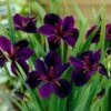 Iris 'Black Gamecock'