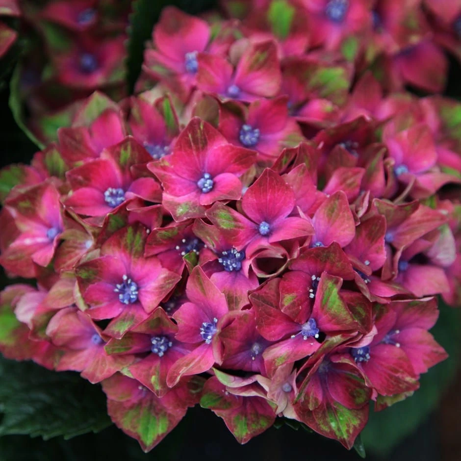 Hydrangea Macrophylla Glam Rock ('Horwack') (PBR) 1 Hydrangea Macrophylla Glam Rock ('Horwack') (PBR)