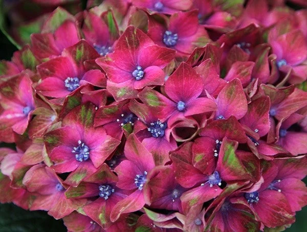 Hydrangea Macrophylla Glam Rock ('Horwack') (PBR) 2 Hydrangea Macrophylla Glam Rock ('Horwack') (PBR) - Image 2