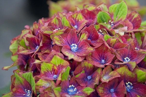 Hydrangea Macrophylla Glam Rock ('Horwack') (PBR) 3 Hydrangea Macrophylla Glam Rock ('Horwack') (PBR) - Image 3