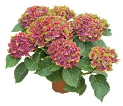 Hydrangea Macrophylla Glam Rock ('Horwack') (PBR) 8 Hydrangea Macrophylla Glam Rock ('Horwack') (PBR) -Plants Shop pl2000020917 card4 lg