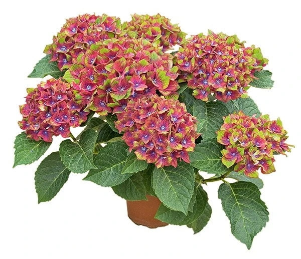 Hydrangea Macrophylla Glam Rock ('Horwack') (PBR) 4 Hydrangea Macrophylla Glam Rock ('Horwack') (PBR) - Image 4