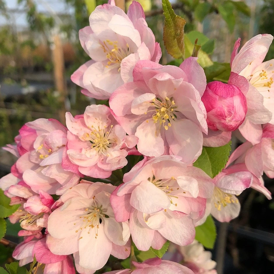 Malus 'Pink Perfection' 1 Malus 'Pink Perfection'