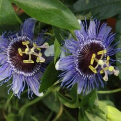 Passiflora 'Purple Haze' -Plants Shop pl2000020952 card3 lg
