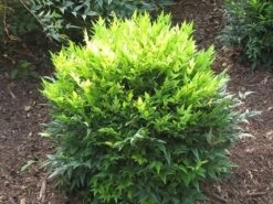 Nandina Domestica Magical Lemon And Lime ('Lemlim') (PBR) -Plants Shop pl2000020961 card3 lg