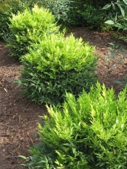 Nandina Domestica Magical Lemon And Lime ('Lemlim') (PBR) -Plants Shop pl2000020961 card4 lg