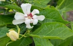 Calycanthus 'Venus' -Plants Shop pl2000020964 card3 lg