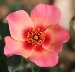 Rosa For Your Eyes Only ('Cheweyesup') (PBR) -Plants Shop pl2000020975 card4 lg