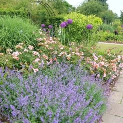 Rosa For Your Eyes Only ('Cheweyesup') (PBR) -Plants Shop pl2000020975 card5 lg