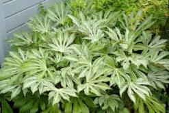 Fatsia Japonica 'Spider's Web' -Plants Shop pl2000020976 card10 lg