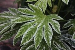 Fatsia Japonica 'Spider's Web' -Plants Shop pl2000020976 card3 lg