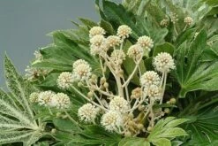 Fatsia Japonica 'Spider's Web' -Plants Shop pl2000020976 card4 lg