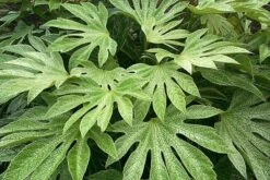 Fatsia Japonica 'Spider's Web' -Plants Shop pl2000020976 card5 lg