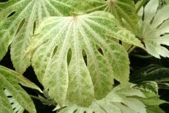 Fatsia Japonica 'Spider's Web' -Plants Shop pl2000020976 card7 lg
