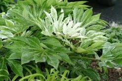 Fatsia Japonica 'Spider's Web' -Plants Shop pl2000020976 card8 lg