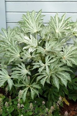 Fatsia Japonica 'Spider's Web' -Plants Shop pl2000020976 card9 lg