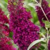 Buddleja Sugar Plum ('Lonplum') (PBR)