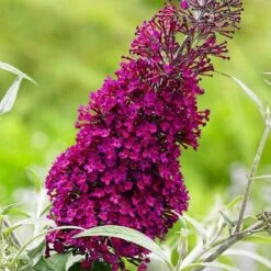 Buddleja Sugar Plum ('Lonplum') (PBR) -Plants Shop pl2000020986 card4 lg