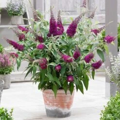 Buddleja Sugar Plum ('Lonplum') (PBR) -Plants Shop pl2000020986 card5 lg
