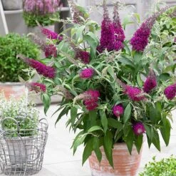 Buddleja Sugar Plum ('Lonplum') (PBR) -Plants Shop pl2000020986 card6 lg